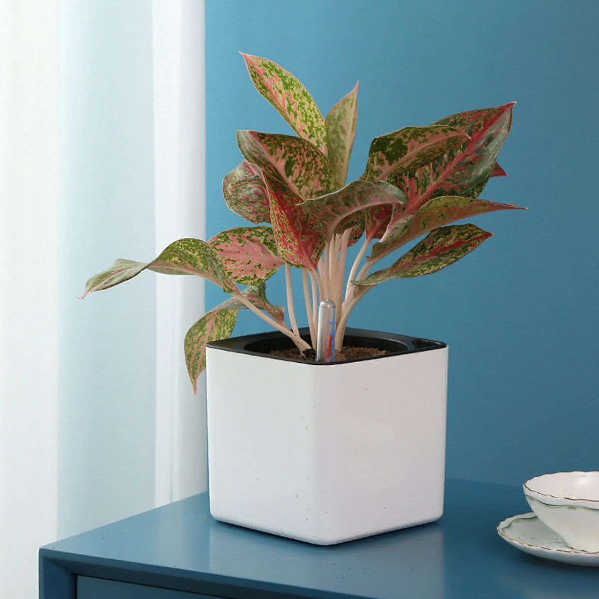 Self-Watering Planter with Water-Level Indicator